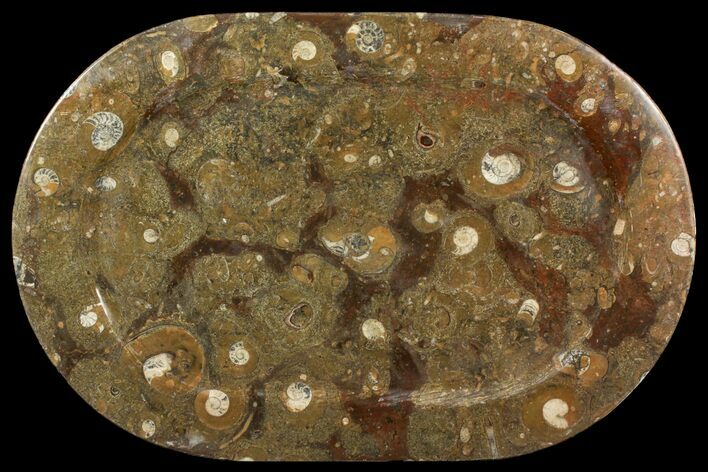 Fossil Orthoceras & Goniatite Oval Plate - Stoneware #140025